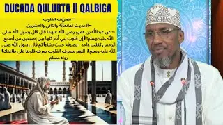 DUCADA QULUBTA || QALBIGA