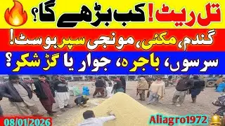 🔥 Wheat Price Today 2026 | Munji & Makki Big Record | Sarson Til Bajra Update