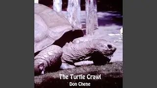 The Turtle Crawl