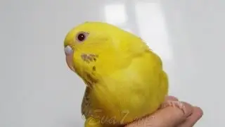 Птенцы волнистого попугая. Chicks parrots.