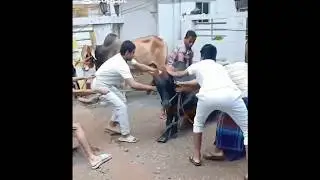 Rope Control Chaos 😲 | Cow Goes Unstable at BD Gorur Hat | Real Market Moment 2026