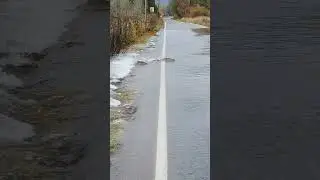 Salmon Hilariously Swims Across Flooded Road!