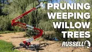 Pruning Decayed Wood From Weeping Willow Trees!