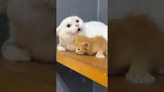 Funny angry cat compilation 😍 #cat #kitten #catlover #cutecat