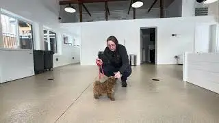 Cooper Leash Training Session - 01/26