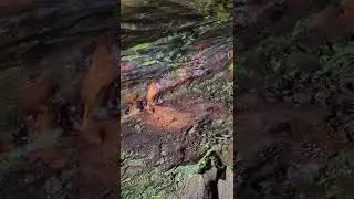 Bork (Hippie) Falls, IL