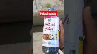 Potash spray | Potash uses and function of potash. | Potash fertilizer | #potash #shorts #agri