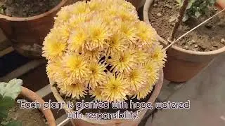 A Day in the garden#HealingGarden#HospitalGarden#GreenTherapy#CareWithNature