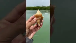 Florida Paradise: Seashell Hunting in SWFL's Beautiful Beaches!