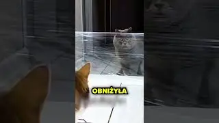 TEN KOT MA ZESP&Oacute;Ł DOWNA!🥺