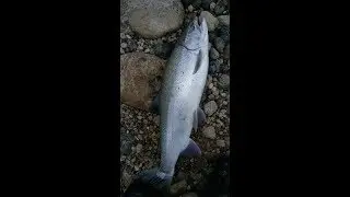 Lake Huron river fishing  rainbow trout in Ontario