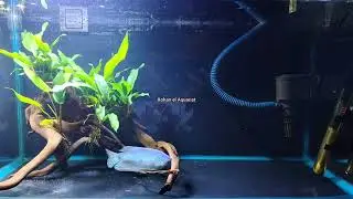 Golden Algae Eater with Gourami Fish // #golden_algae_eater // #siamese_algae_eater // #aquarium