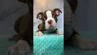 Brown Boston Terrier Puppy Cutie - Bostie Puppy #bostonterrierlife #bostonterrierlovers