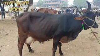 Bihar की Famous Bihiya Pashu Mandi 😱 | Gir Cross & Sahiwal गाय LIVE Sale