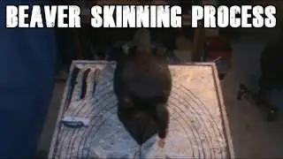 How to process a beaver (SKINNING-FLESHING-STRETCHING)