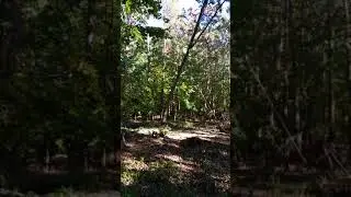 Using A Powered Winch To Pull Down A Tree