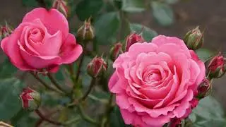 هوره  کاک  نجات و کاک میر حسین