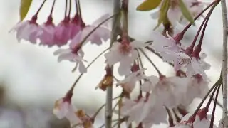 WATCH: Local nursery Tips for protecting your plants during cold snaps