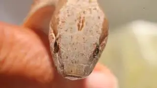 Saving the Antiguan Racer Snake