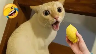 You Laugh You Lose 😹😜 Funniest cats and Dogs 2026 😂 #14 