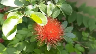 powder puff plant growing tips/அழகு பூ செடி வளர்ப்பு 1