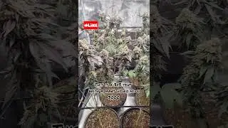 Mars Hydro fc-e 3000 Light Produces Massive Harvest 😱 3x3 World Record!