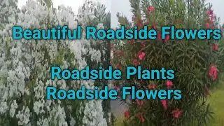 Roadside Beautiful Flowers 👌|| Road side Color Flowers || Roadside Flowers || @gangateluguchannel