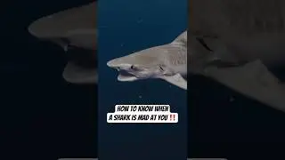 How To Know When A SHARK is Mad At You 🫢 #shark #behavior #respect #safety #a