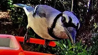 Introducing Bluey Blue Jay!