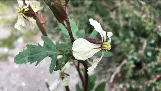 Zwaardherik (Eruca vesicaria) - 2017-03-30