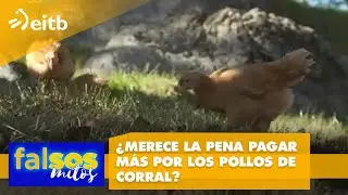 &iquest;Merece la pena pagar m&aacute;s por los pollos de corral?