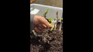 Rooting Fig Cuttings Failures (What Really Works!) #figs #gardening