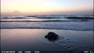 Looking for nesting sea turtles on the fat tire bike | Space Coast, FL [Twitch VOD]