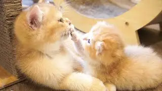 Mango the kitten loves Garlic the most and stays with her all day.