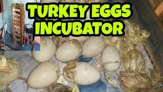 ANG SARAP SA PAKIRAMDAM TAGUMPAY ANG UNANG SALANG SAKING MAMAHALING INCUBATOR NG PABO