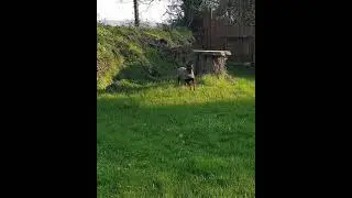 Bengal Cat Chasing and Playing with a Doberman Dog