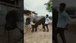 Big Buffalo #shorts #bigbuffalo