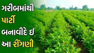 ચોકલેટ ગુલાબી રીંગણ | ખેડૂતોનું નશીબ બદલતો પાક એટલે ચોકલેટ ગુલાબી રીંગણ || 9099175218