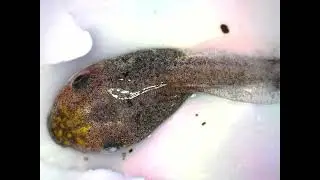 Tadpoles Samples by using Dino-Lite Digital Microscope