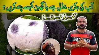 Bakri Khali ha ya Gaban | Pregnant bakri ki pehchan | Goat Care Official