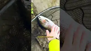 BIG TROUT caught in SCOTLAND! #fishing #scottish #troutfishing #catchingfish