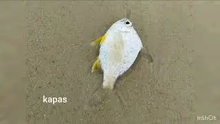Shore Fishing at St John Island