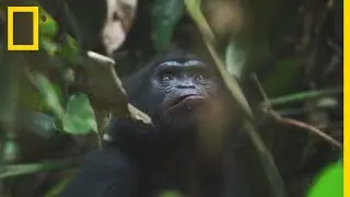 Le bonobo, cousin tropical du chimpanz&eacute;
