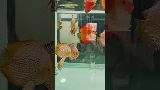 Imported Malaysian Discus fish