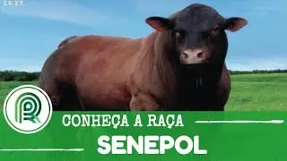 Entenda por que a raça senepol faz tanto sucesso