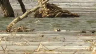 Conewango Swamp, Pt. 3, MVI 5906
