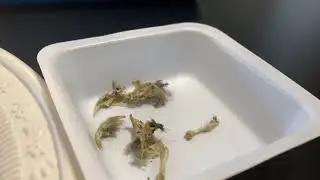 Owl Pellet dissection - animal behaviour