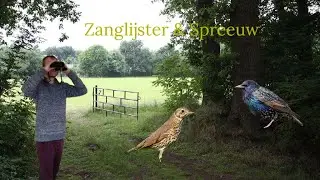 Vogel beginnerscursus deel 2 #7 - Zanglijster & Spreeuw