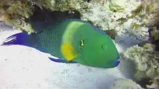 Broomtail wrasse