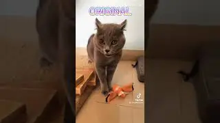 original VS remix -cat song #funny #cat #remix #shorts